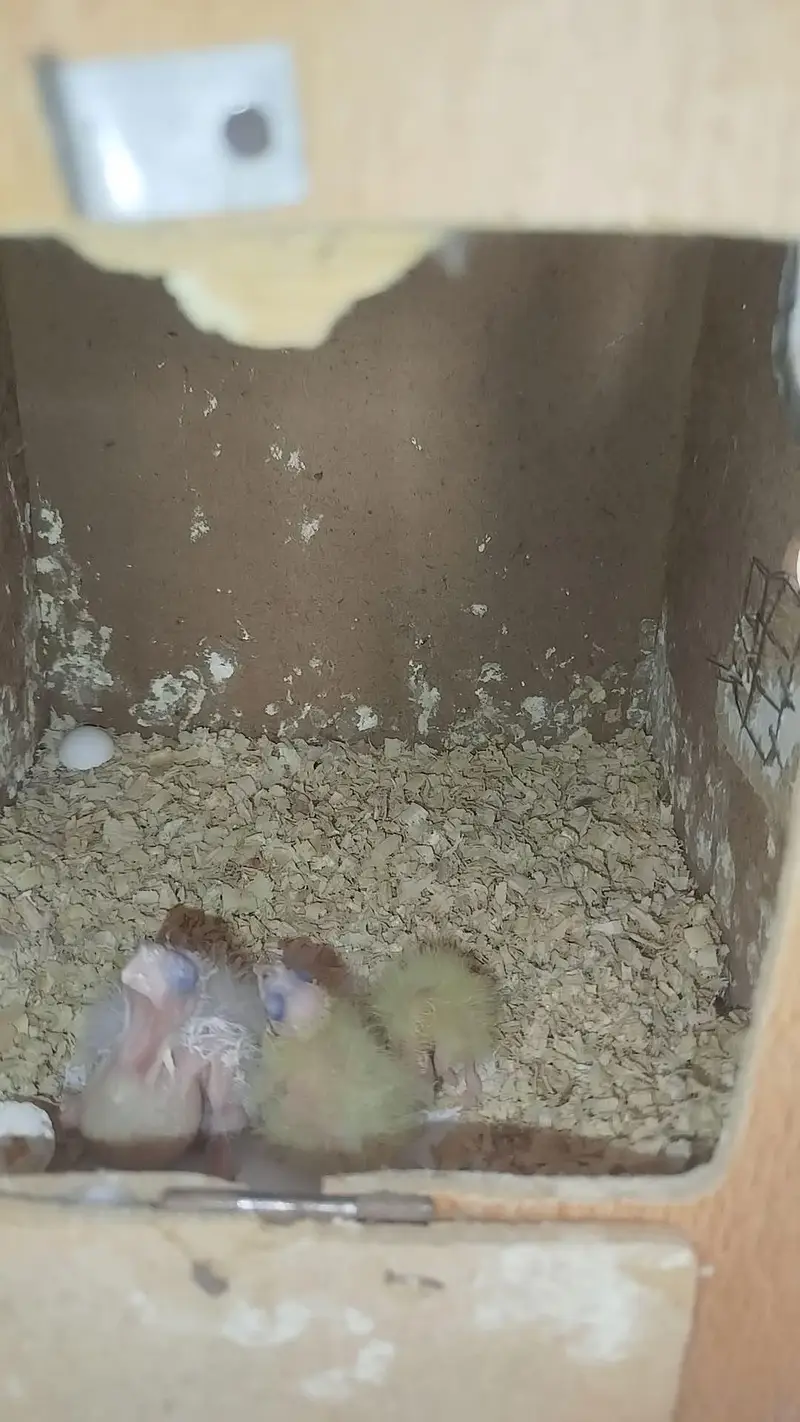 Handfeed Chicks To Self Handtamed Cocktails Available — photo 2