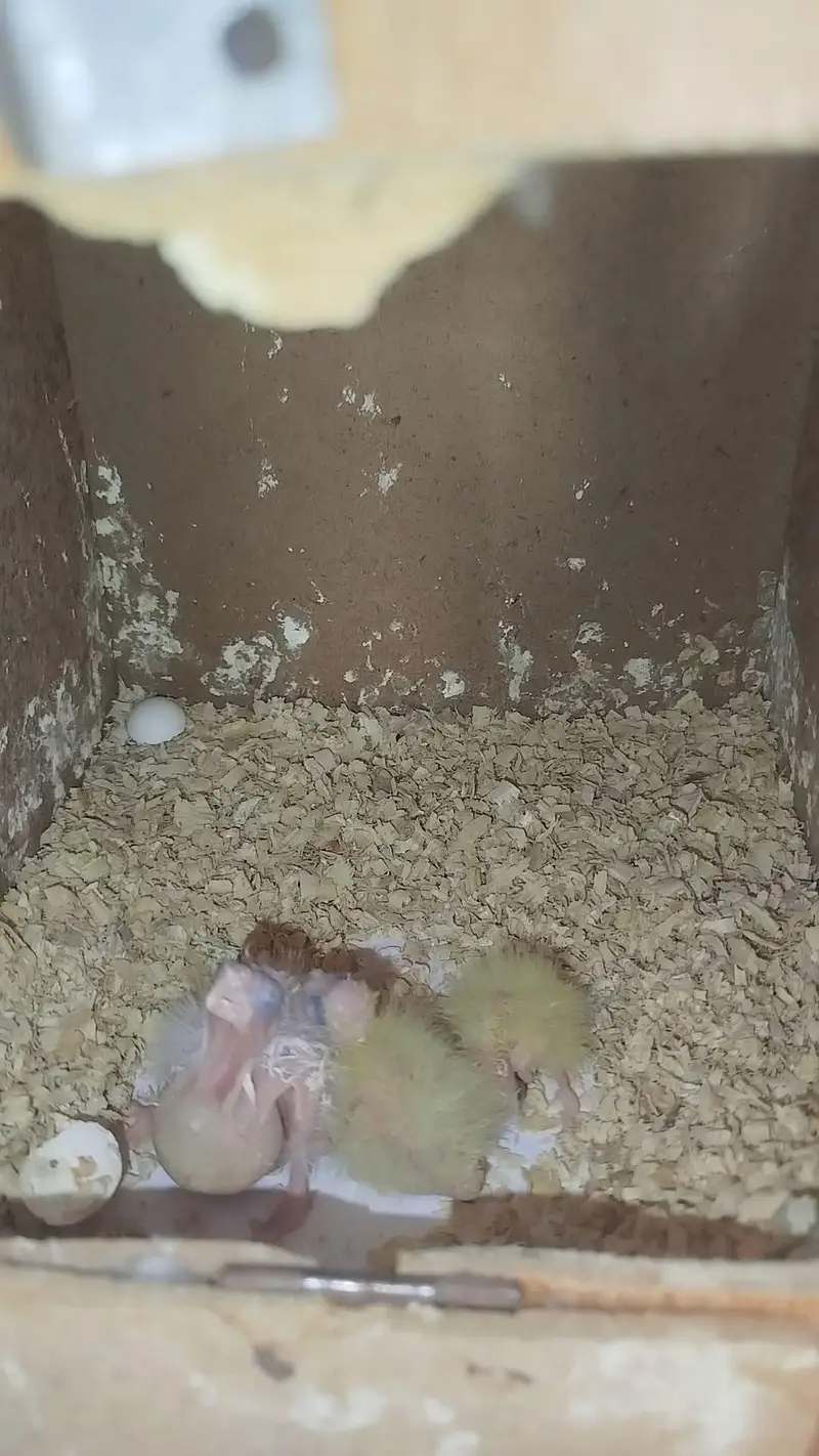 Handfeed Chicks To Self Handtamed Cocktails Available — photo 3