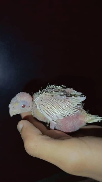 Handfeed Chicks To Self Handtamed Cocktails Available