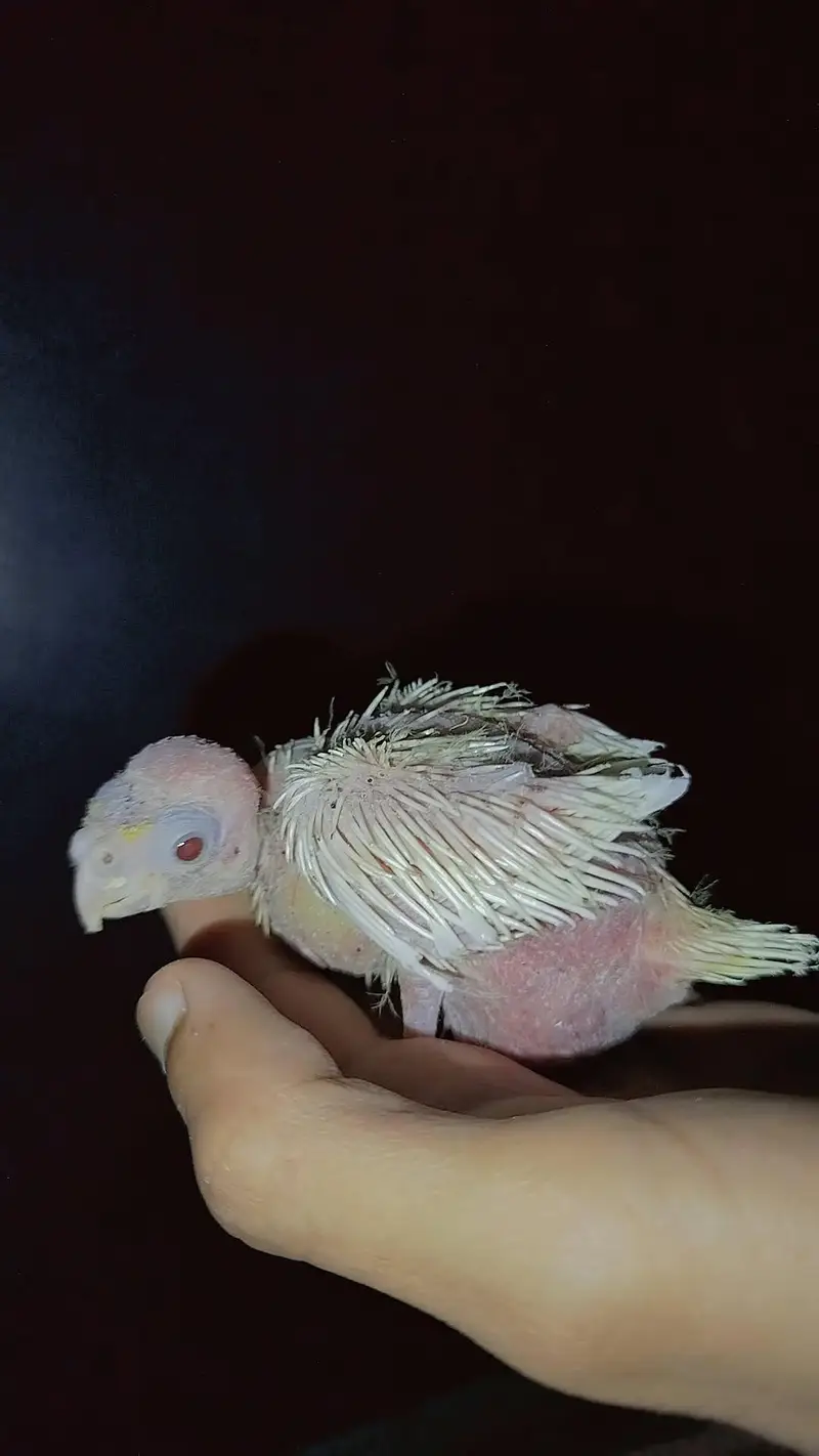Handfeed Chicks To Self Handtamed Cocktails Available — photo 4