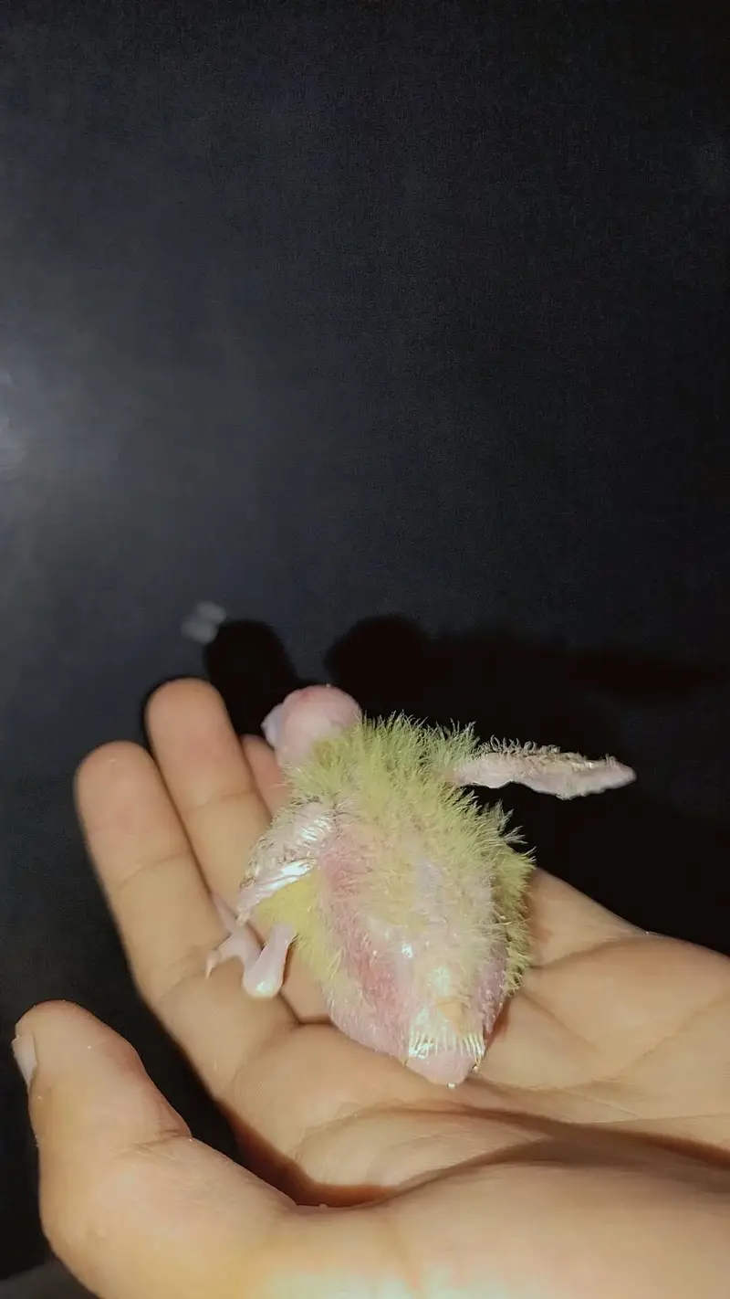 Handfeed Chicks To Self Handtamed Cocktails Available — photo 5