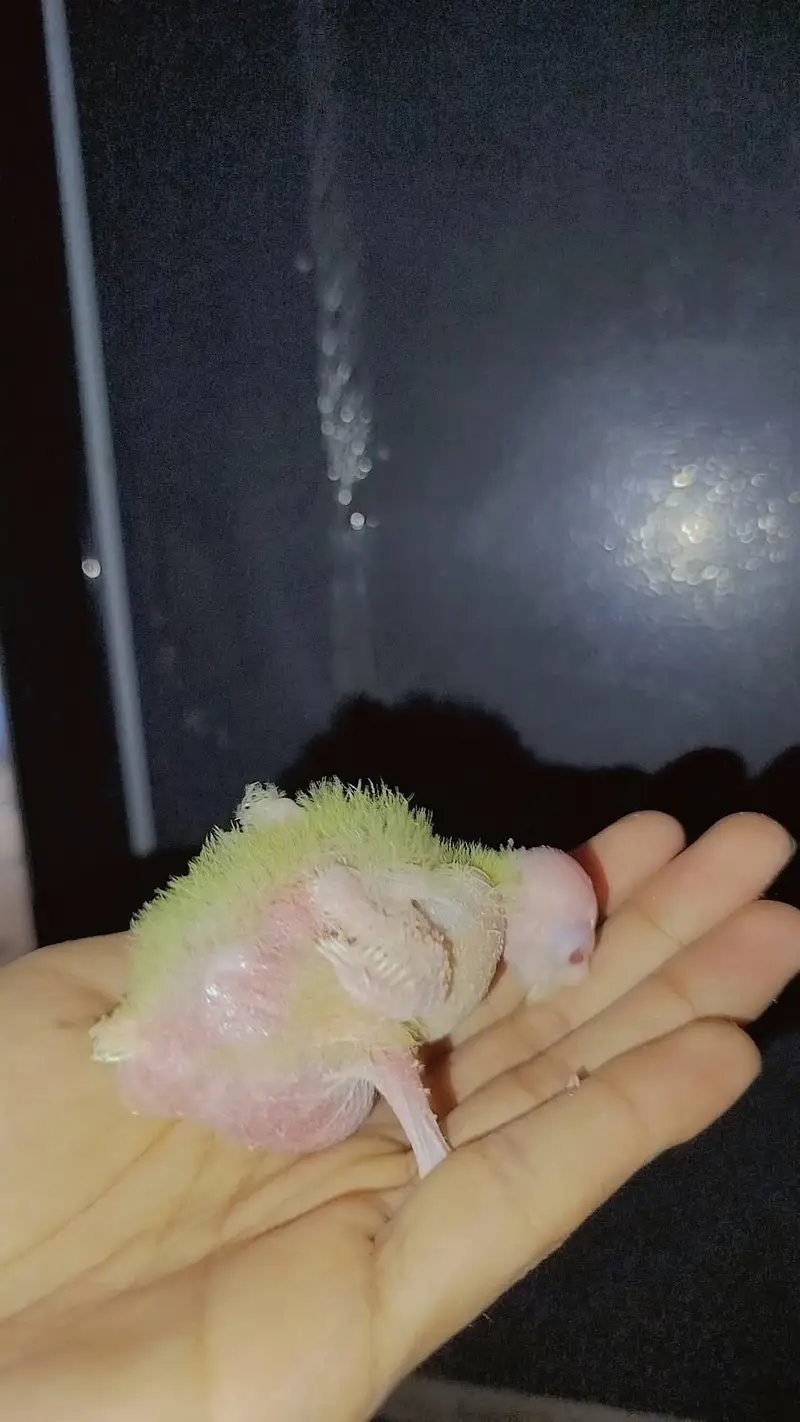 Handfeed Chicks To Self Handtamed Cocktails Available — photo 6