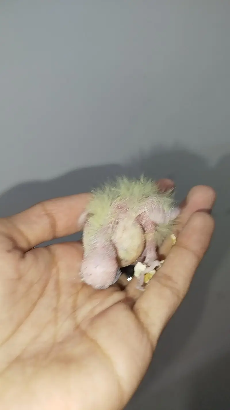 Handfeed Chicks To Self Handtamed Cocktails Available — photo 7