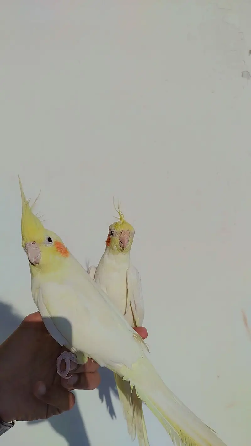 Handfeed Chicks To Self Handtamed Cocktails Available — photo 9