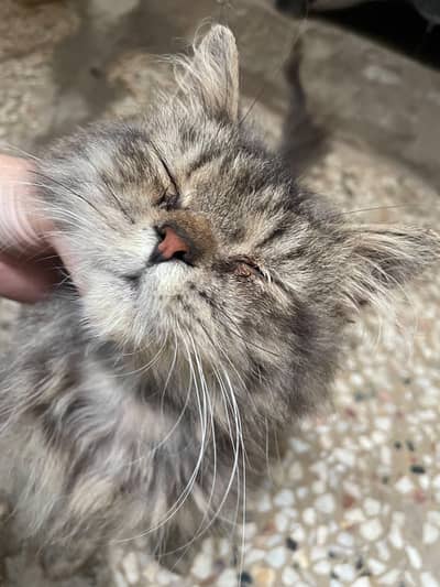 grey persian male cat