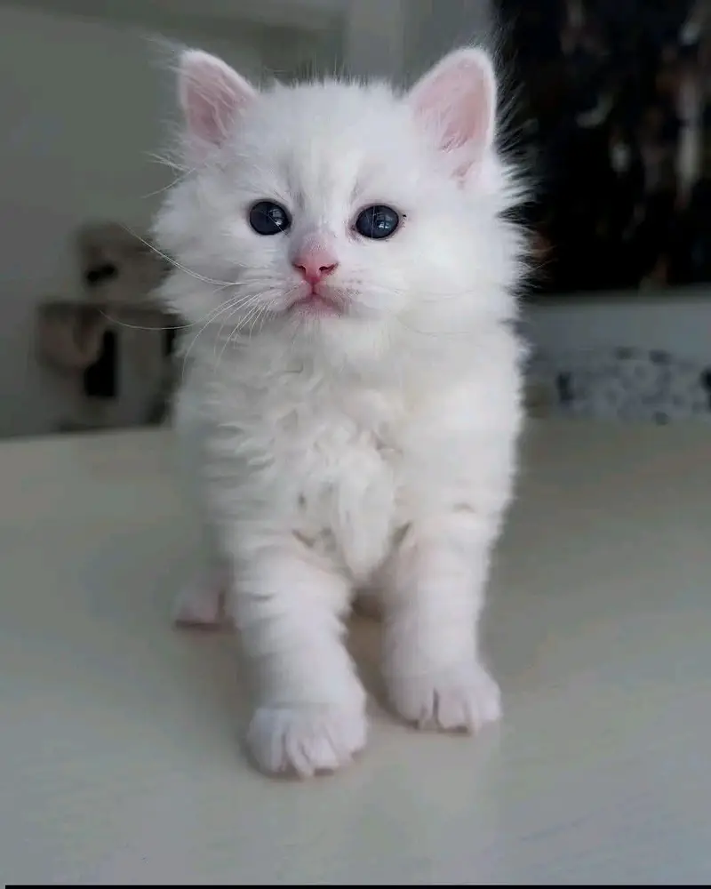 Persian Female kitten for sale — photo 3