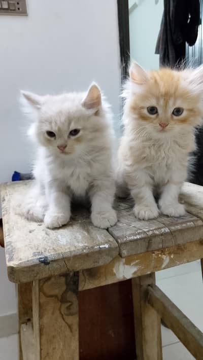 kittens for sale
