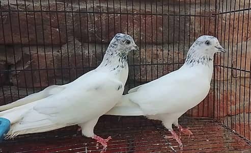 sialkoti pair for sale