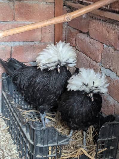 polish hen 3+1 set