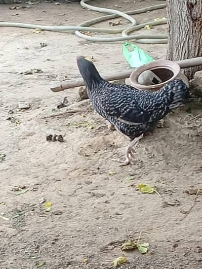 Desi Murgi For Sale