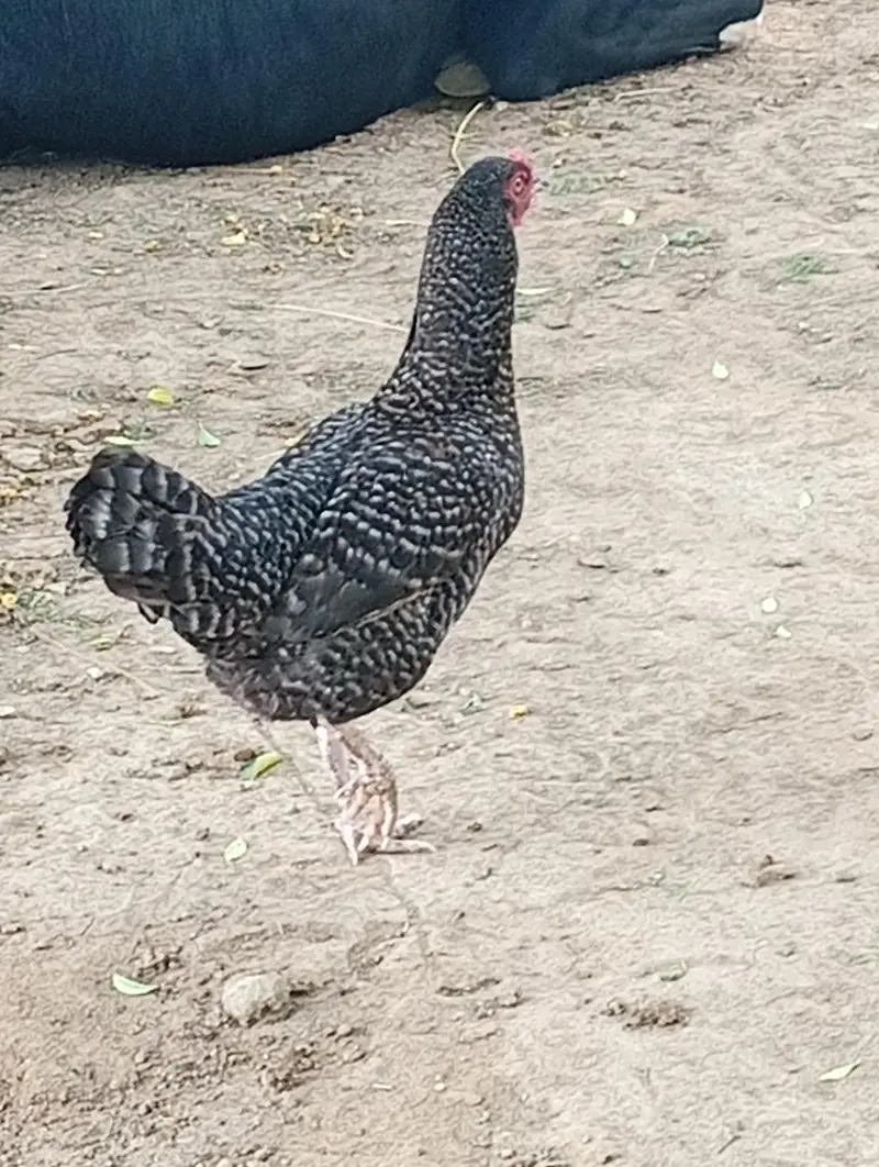 Desi Murgi For Sale — photo 2
