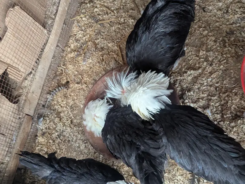 polish hen 3+1 set — photo 2
