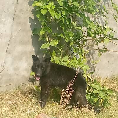 Black German shepherd for sale urgent. Plz4 month home bread price 55k