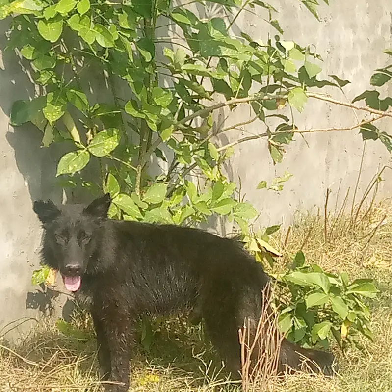 Black German shepherd for sale urgent. Plz4 month home bread price 55k — photo 2