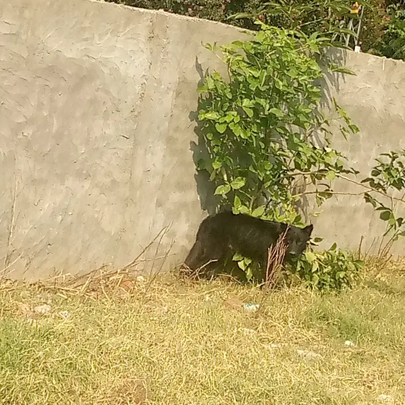Black German shepherd for sale urgent. Plz4 month home bread price 55k — photo 3