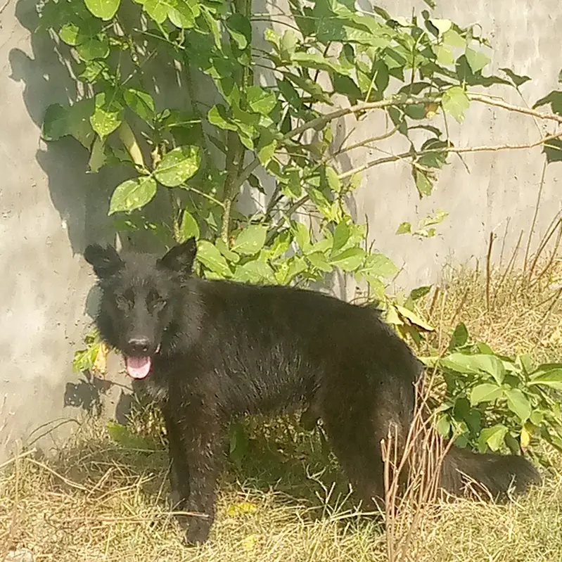Black German shepherd for sale urgent. Plz4 month home bread price 55k — photo 6