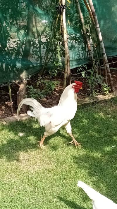 Aseel Murgha For Sale