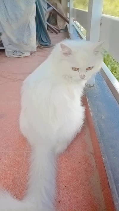 Persian female cat