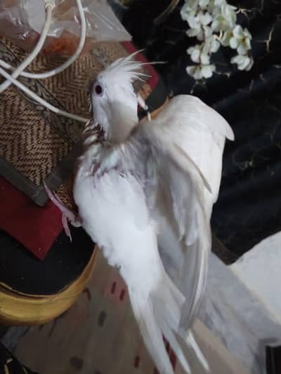 Cocktail Red eye female