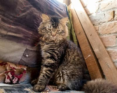cat for sale