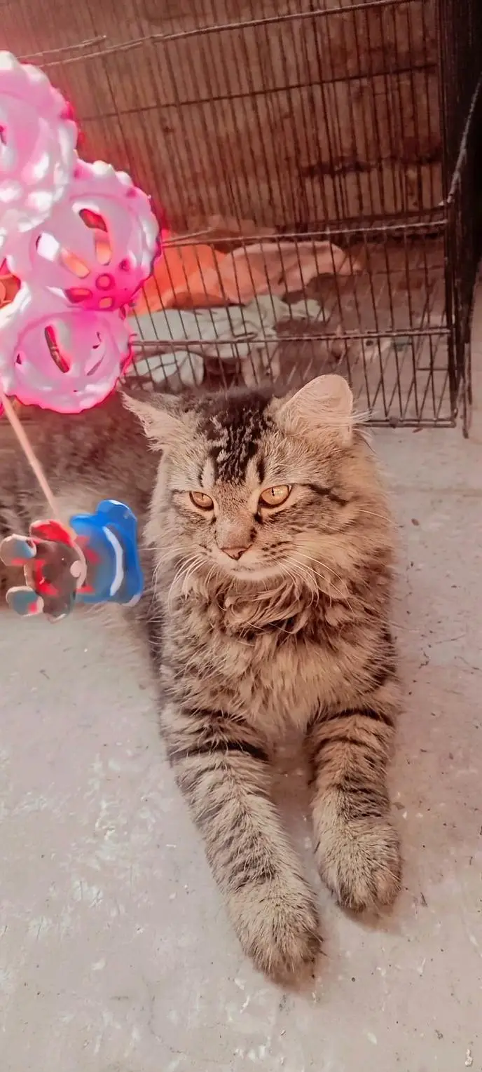 cat for sale — photo 2