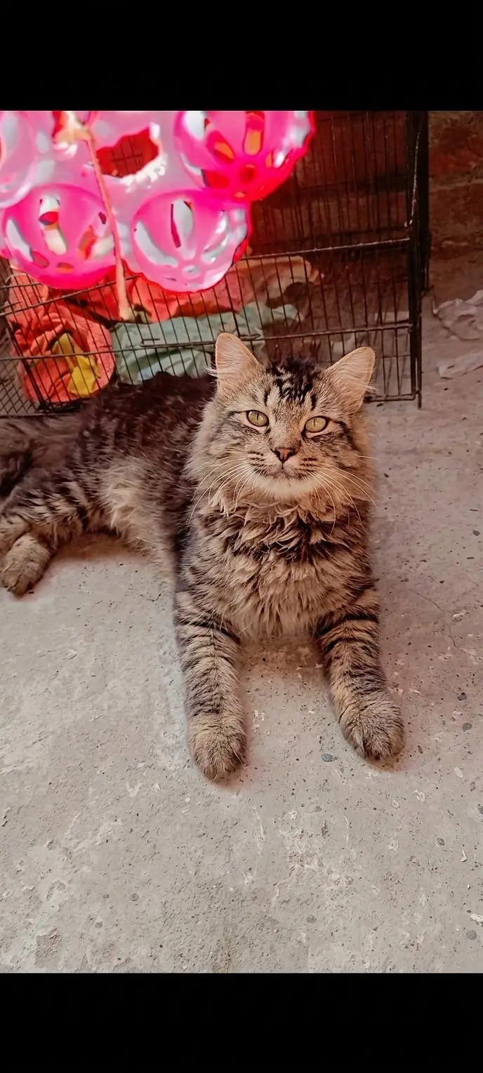 cat for sale — photo 3