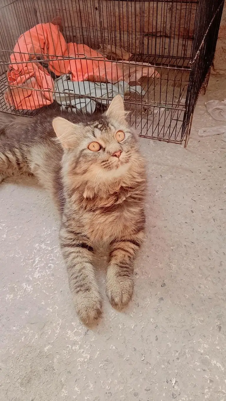 cat for sale — photo 4