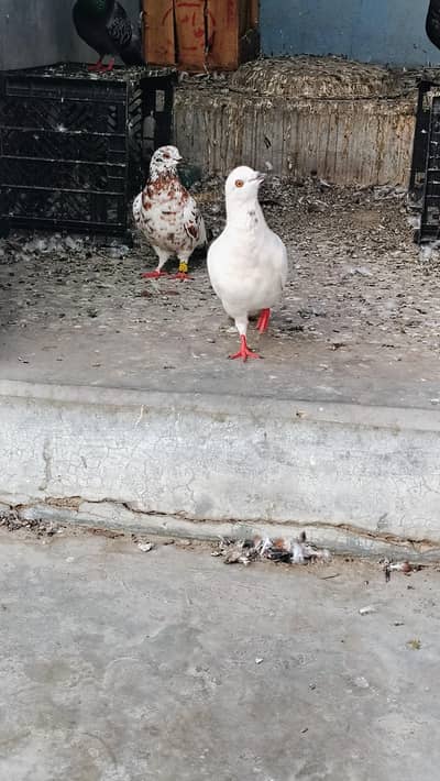 kaboter pair