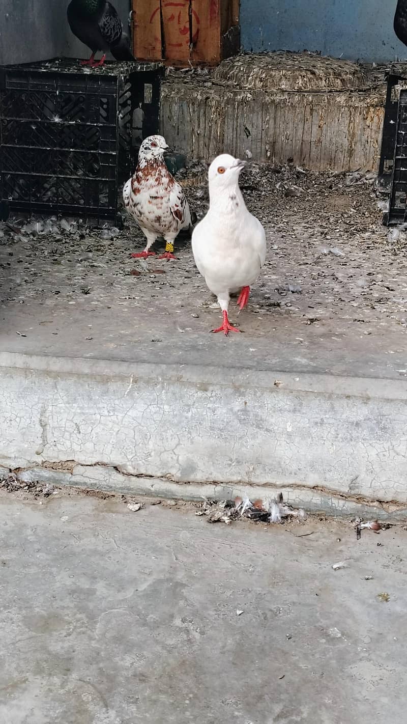 kaboter pair 0