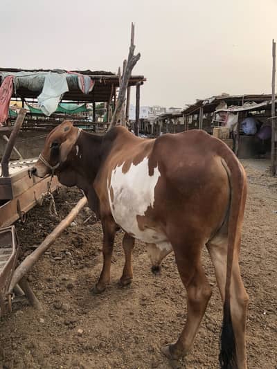 Kheera bachra for sale