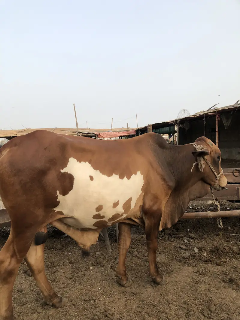 Kheera bachra for sale — photo 2