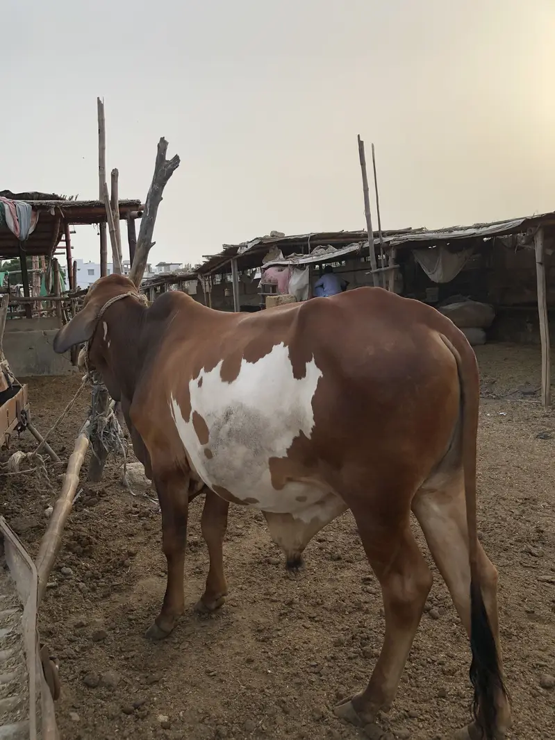 Kheera bachra for sale — photo 3