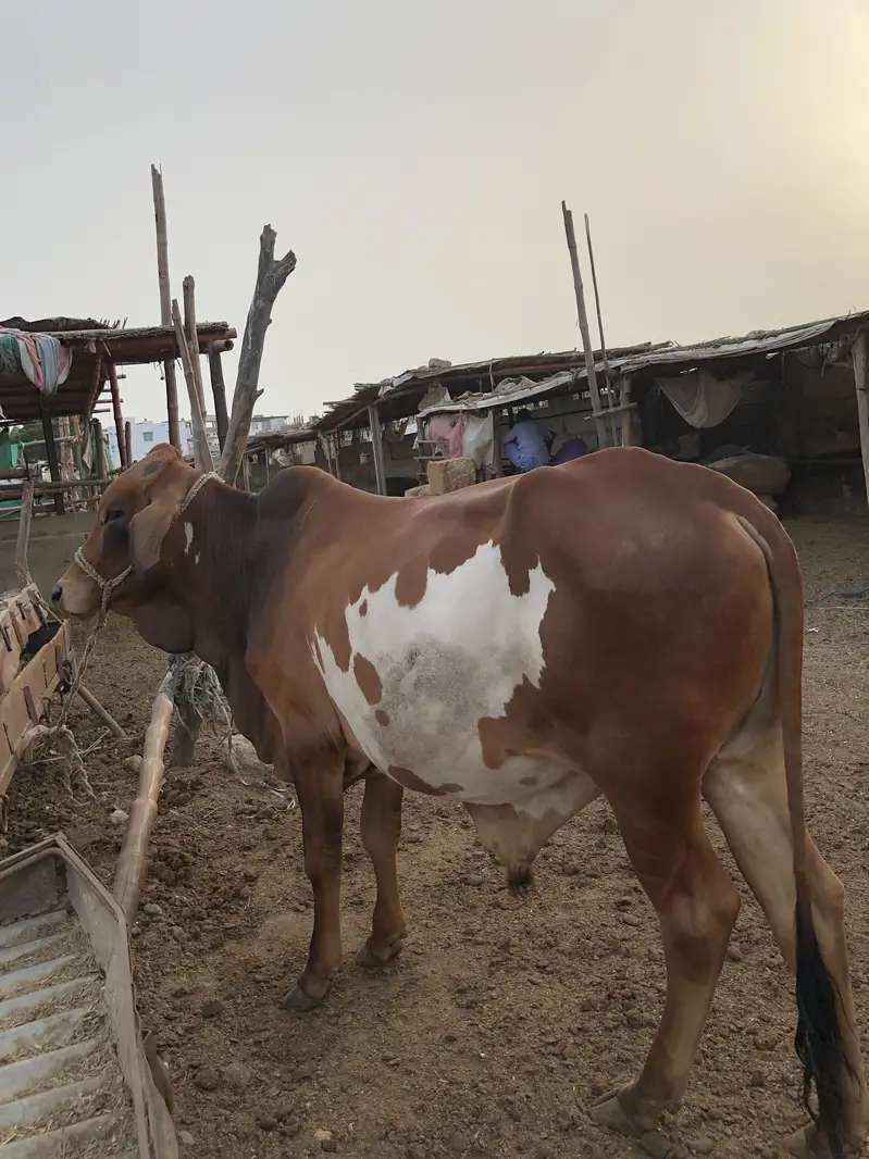 Kheera bachra for sale — photo 4