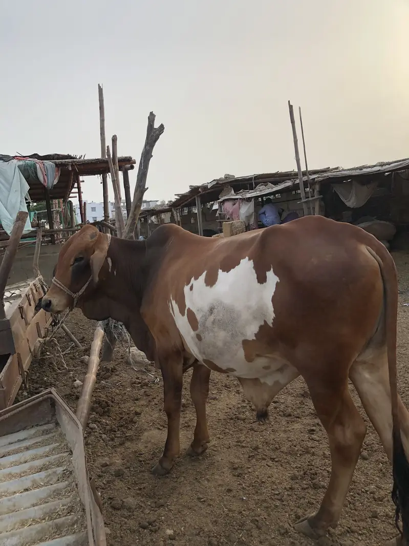 Kheera bachra for sale — photo 5