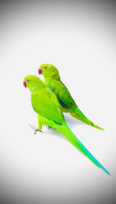 greenneck parrots
