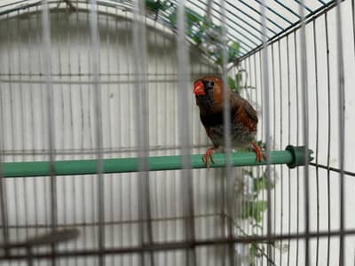 Looking for new shelters some high quality zebra finch mutantion pairs