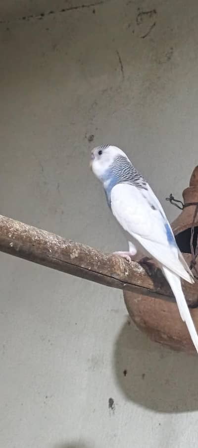 buddiges parrot male for sale