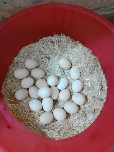 Aseel Mushka Fertile eggs 03212051917