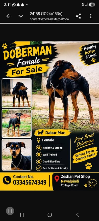 **Female Doberman Puppy for Sale – Zeshan Pet Shop, Rawalpindi**