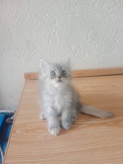 persian kitten tripple coat punch face urgently for sale