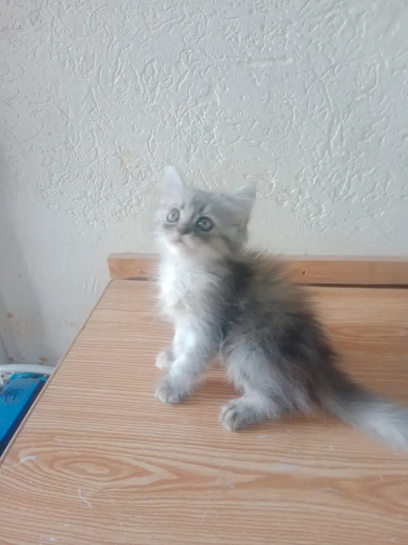 persian kitten tripple coat punch face urgently for sale — photo 2
