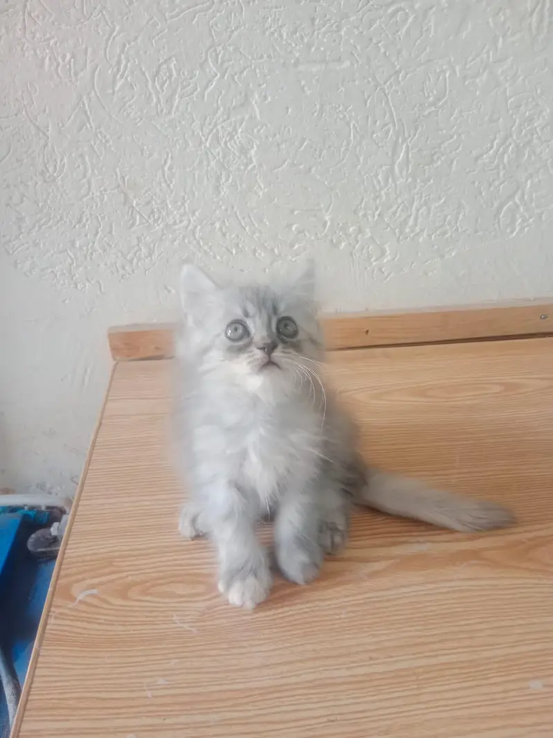 persian kitten tripple coat punch face urgently for sale — photo 3