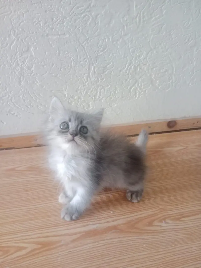persian kitten tripple coat punch face urgently for sale — photo 4