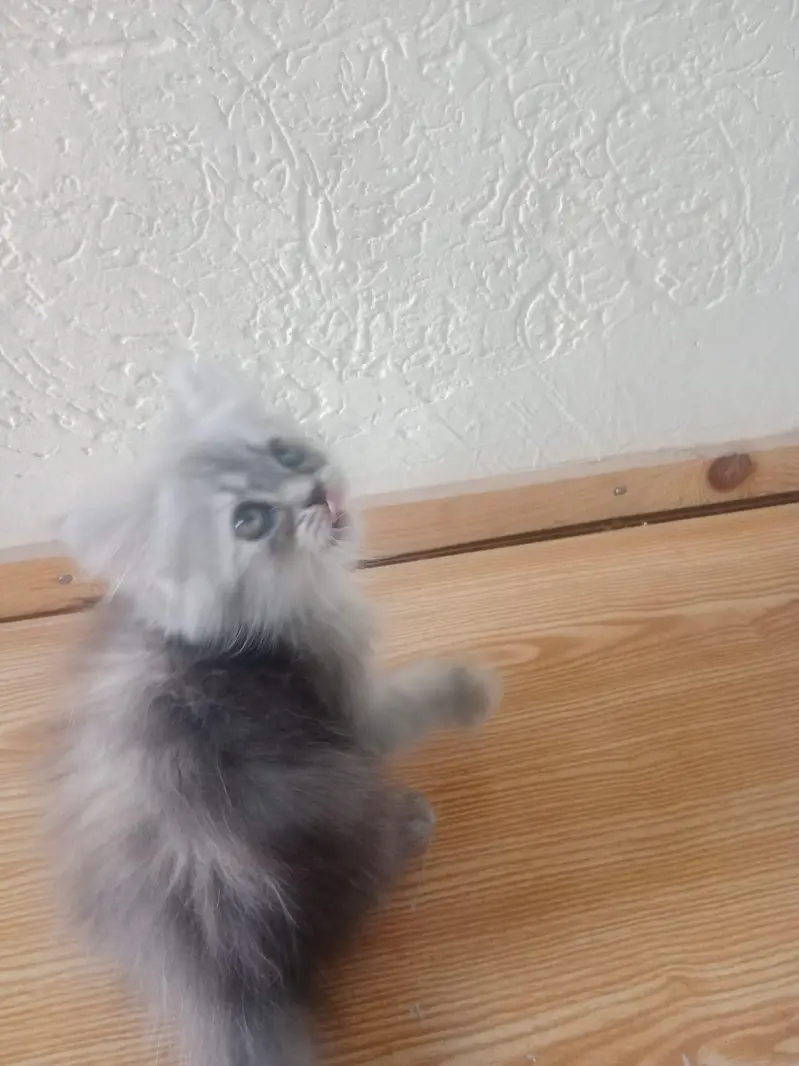 persian kitten tripple coat punch face urgently for sale — photo 5