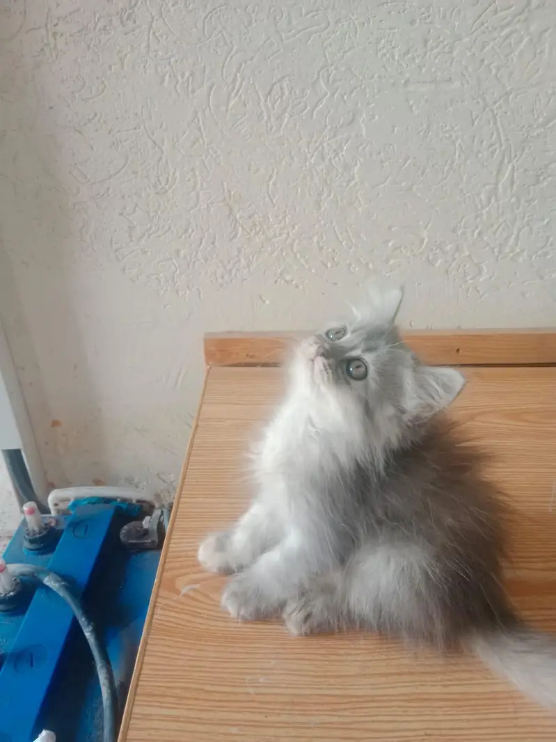 persian kitten tripple coat punch face urgently for sale — photo 6