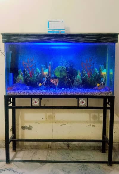 Fish Aquarium For Sale with Gold Family