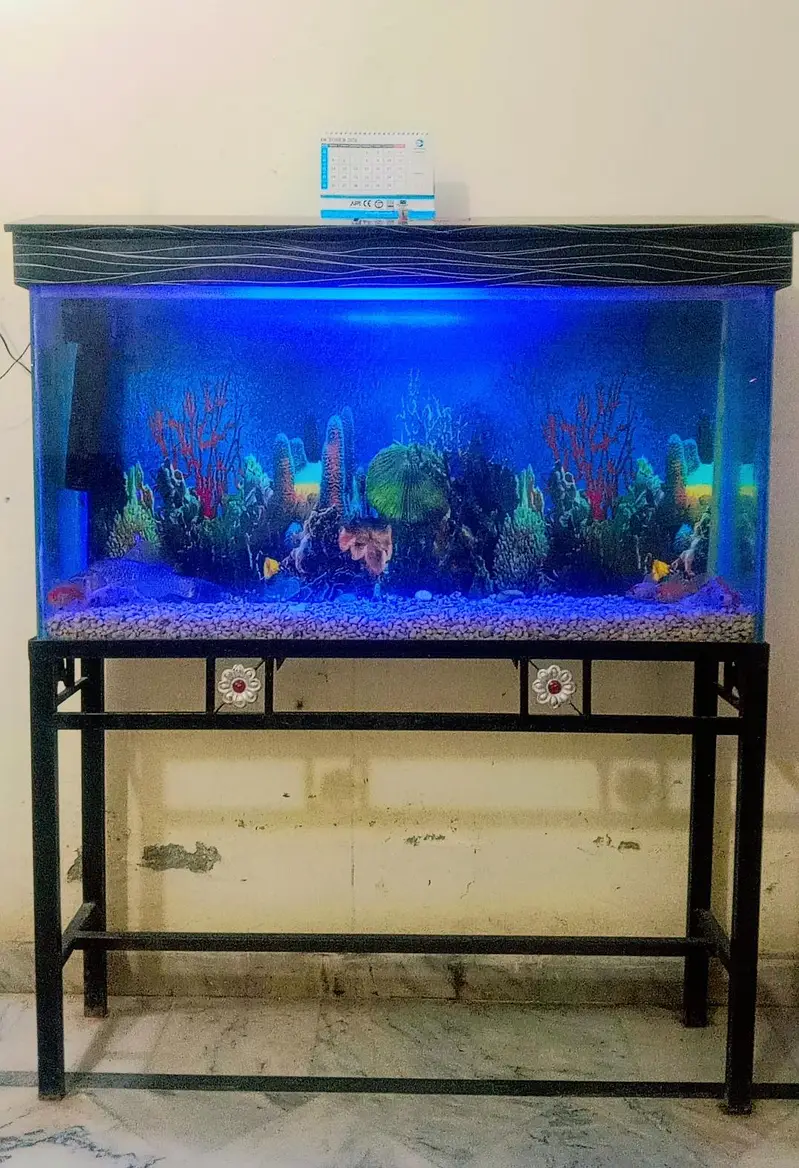 Fish Aquarium For Sale with Gold Family