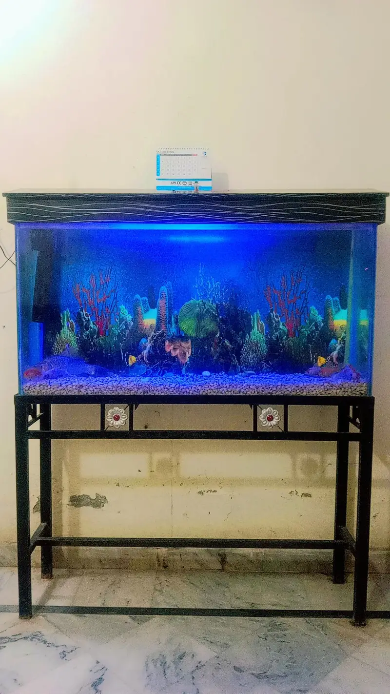 Fish Aquarium For Sale with Gold Family — photo 2
