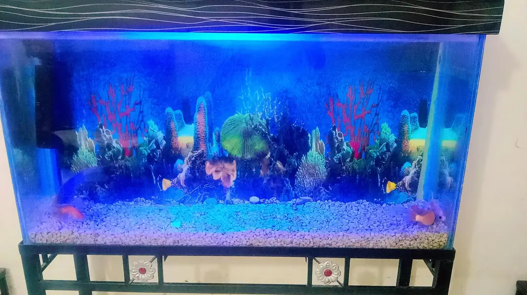 Fish Aquarium For Sale with Gold Family — photo 3