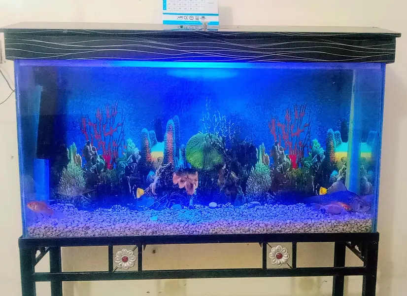 Fish Aquarium For Sale with Gold Family — photo 4